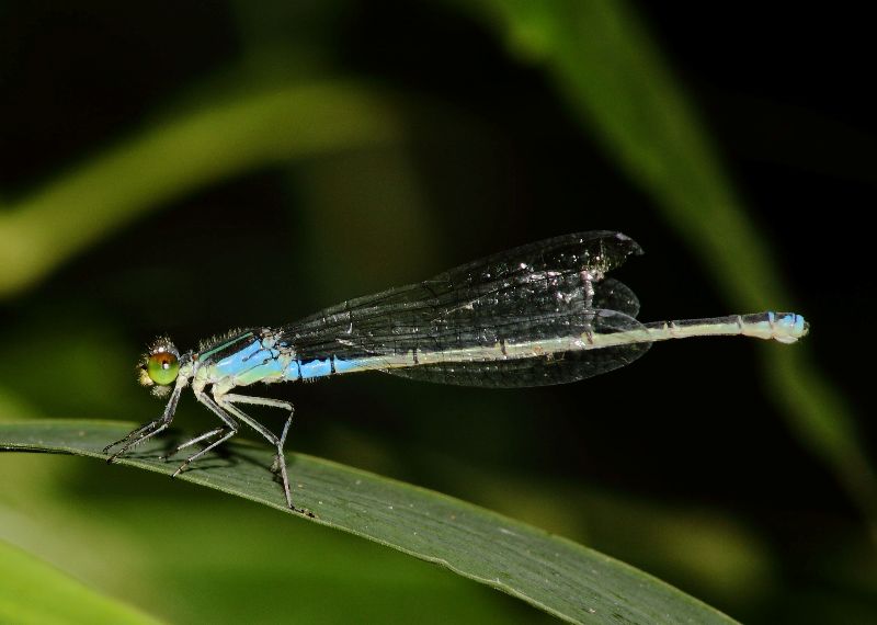 identificazione libellula delta Danubio